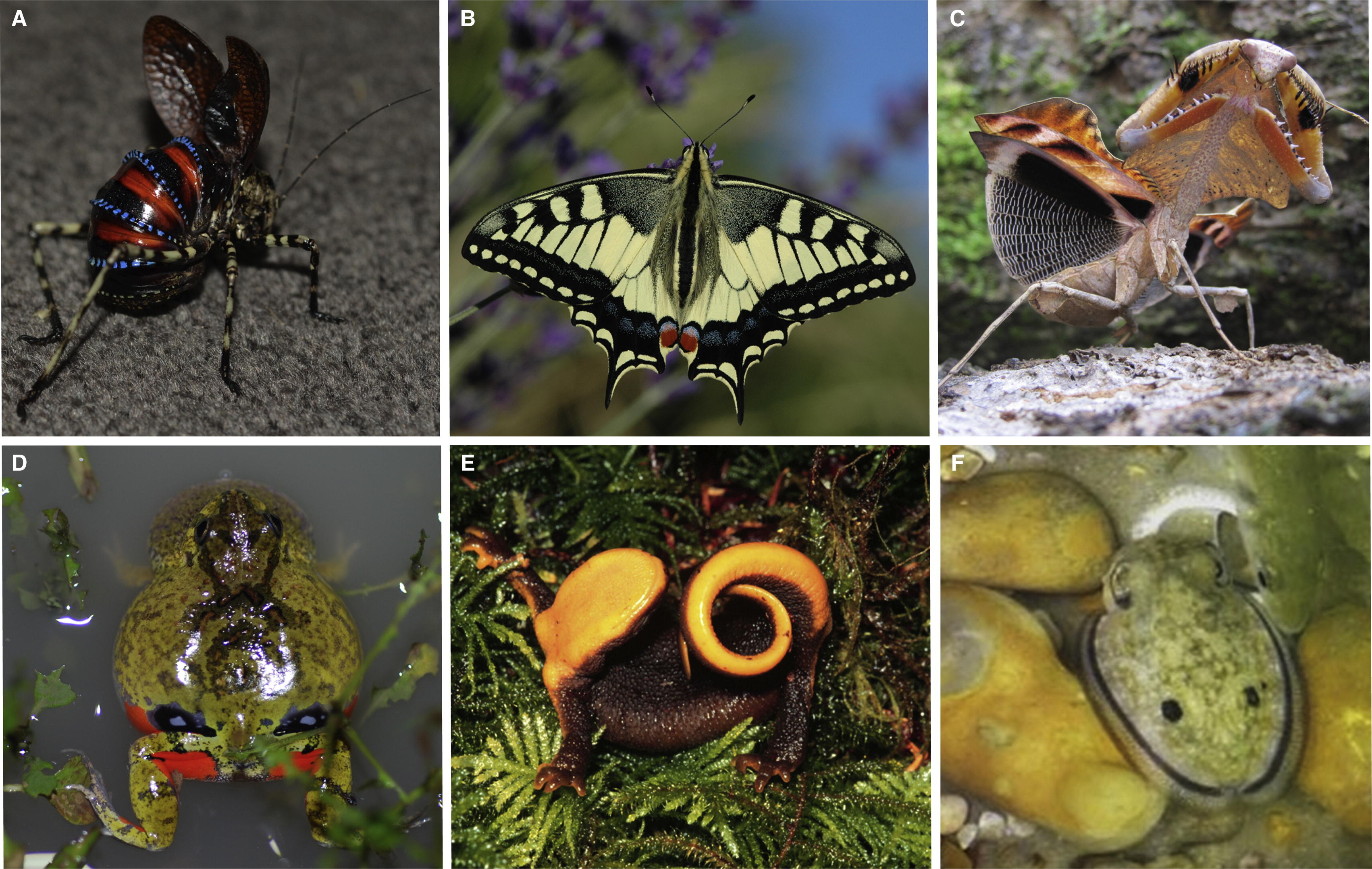 Deimatic display reference — insects, butterfly, amphibians